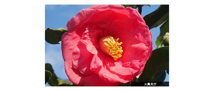 【メインビジュアル】大島支庁