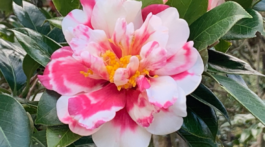 大島 大島公園の椿