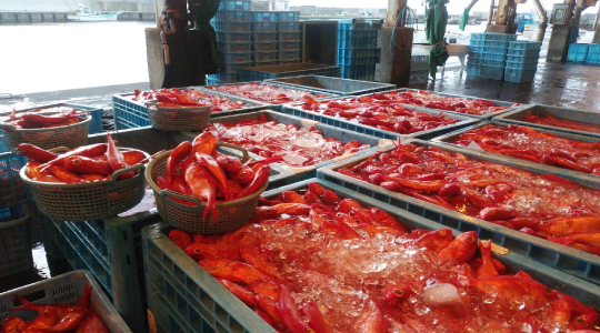 神津島特産 キンメダイ水揚げ