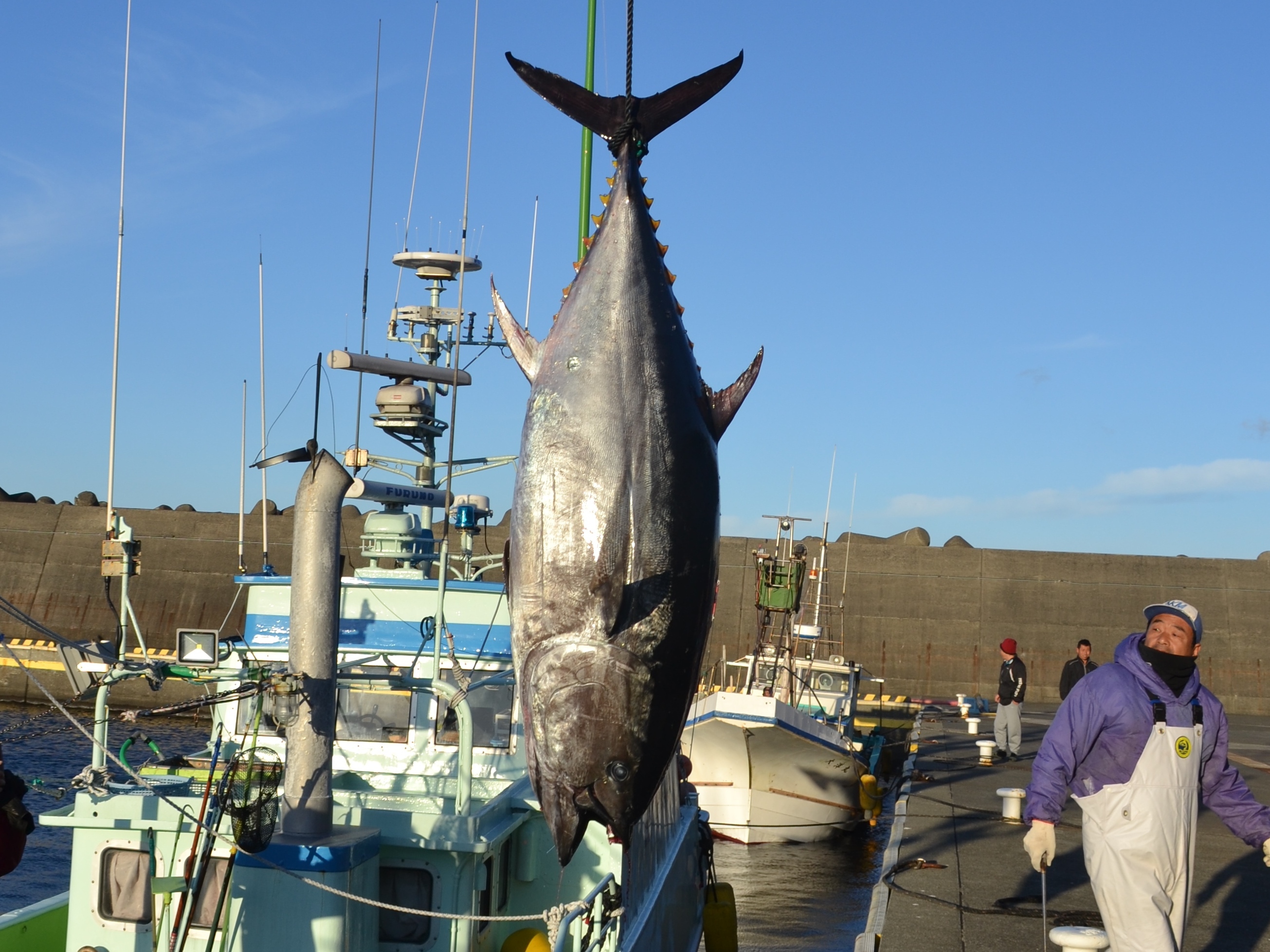 クロマグロの水揚風景 画像